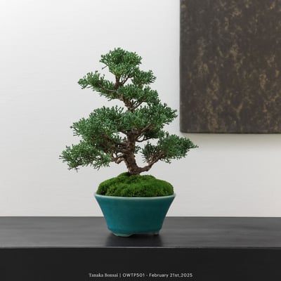 【官網限定】紀州真柏｜OWTP5012