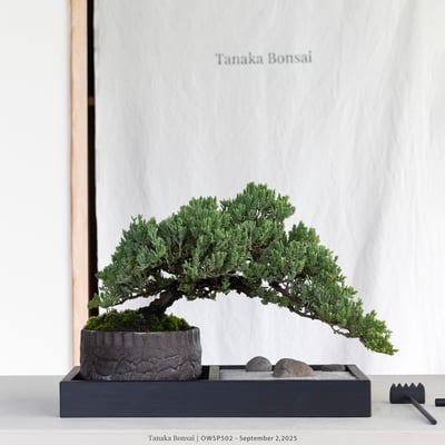 【官網限定】珍珠柏｜OWSP5028