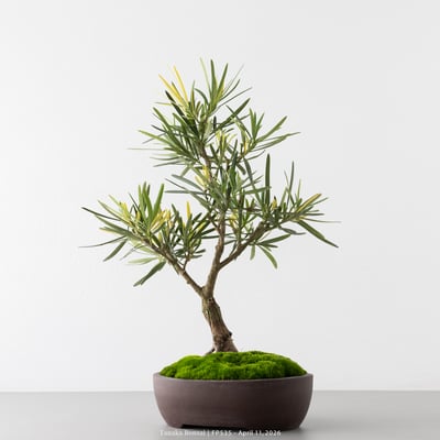 日本斑葉羅漢松｜FP5356