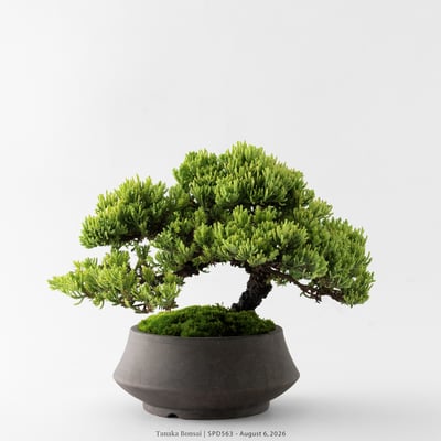 珍珠柏｜SPD5636