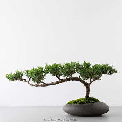 臺灣真柏｜TTP5905