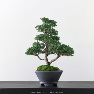 紀州真柏｜TPA5275