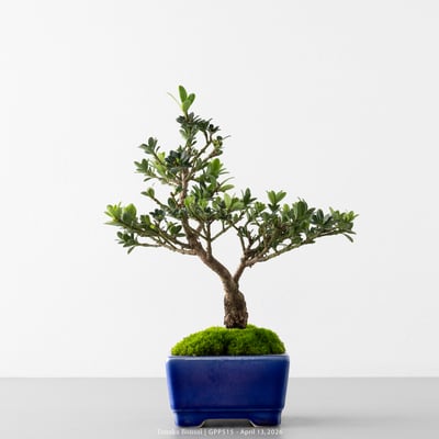 綠鑽羅漢松｜GPP5151