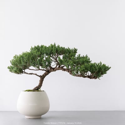 臺灣真柏｜TTP5762