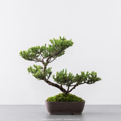 台灣真柏｜TTP5561