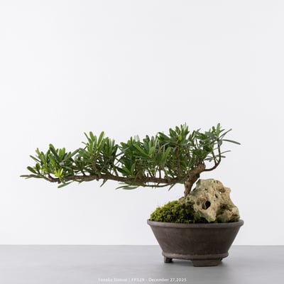 晶鑽羅漢松｜FP5298