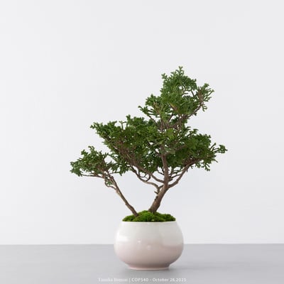 日本青檜｜COP5405