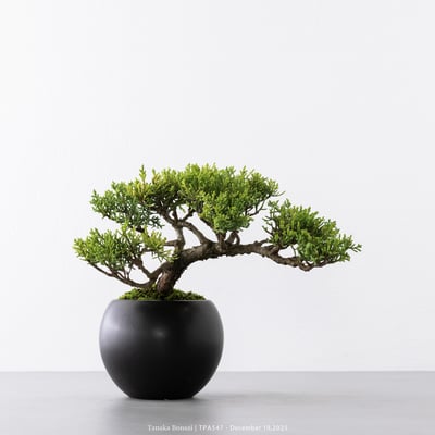 紀州真柏｜TPA5475