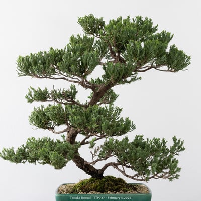 臺灣真柏｜TTP7376