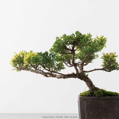 紀州真柏｜TPA55810