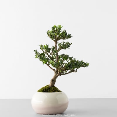 綠鑽羅漢松｜GPP5161