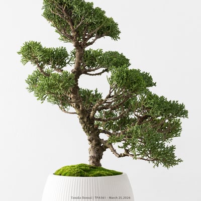 紀州真柏｜TPA5618