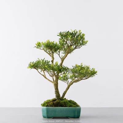 雀舌黃楊｜BHP5271