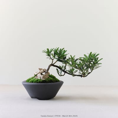 晶鑽羅漢松｜FP5161