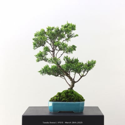 系魚川真柏｜IP5151