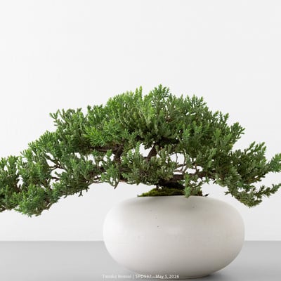 珍珠柏｜SPD5379