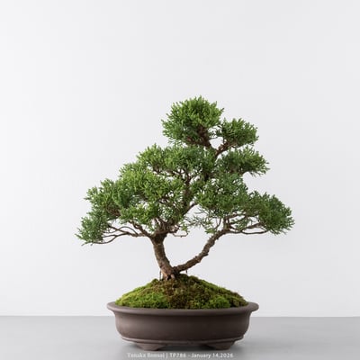 紀州真柏｜TP7861