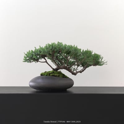 台灣真柏｜TTP5466