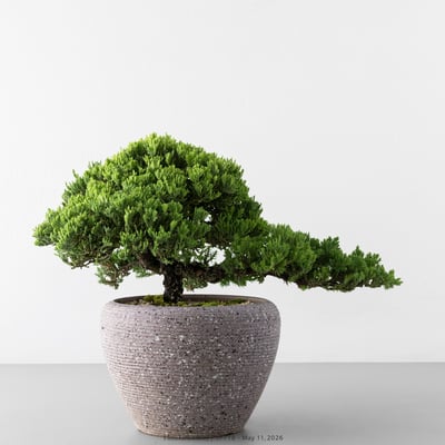 珍珠柏｜SP7184