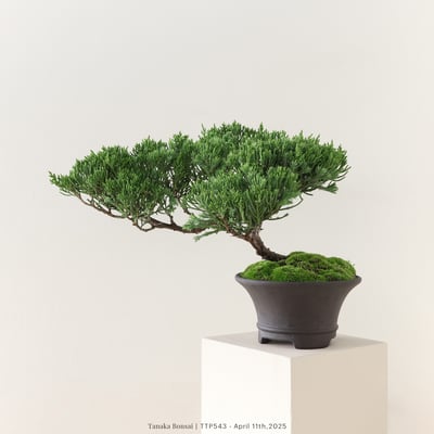 台灣真柏｜TTP5433