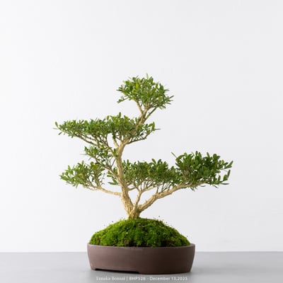 雀舌黃楊｜BHP5268