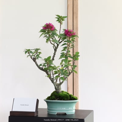 八房九重葛｜FP5171