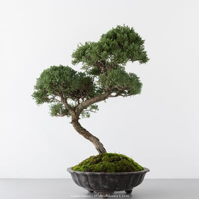 紀州真柏｜TP7886