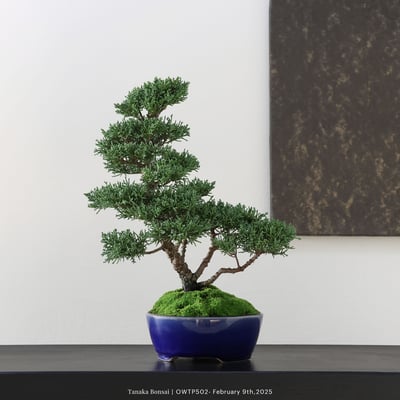 【官網限定】紀州真柏｜OWTP5022