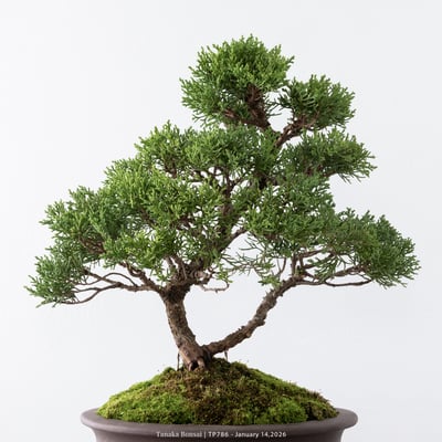 紀州真柏｜TP7862