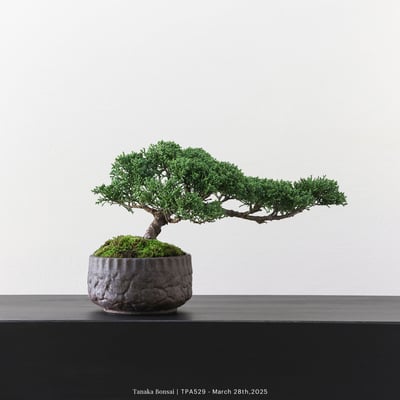 紀州真柏｜TPA5291