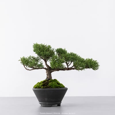 紀州真柏｜TPA5384