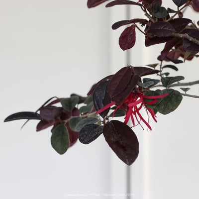 紅花繼木｜HP7047