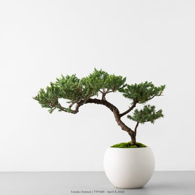 臺灣真柏｜TTP5894