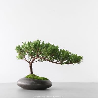 台灣真柏｜TTP5736