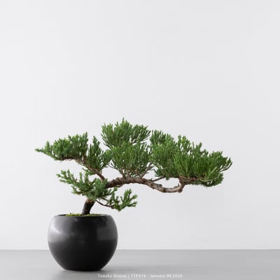 台灣真柏｜TTP5763