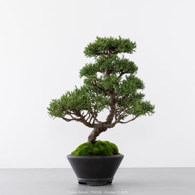 紀州真柏｜TPA5367