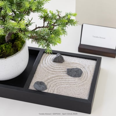 黃金杜松｜GDP5446