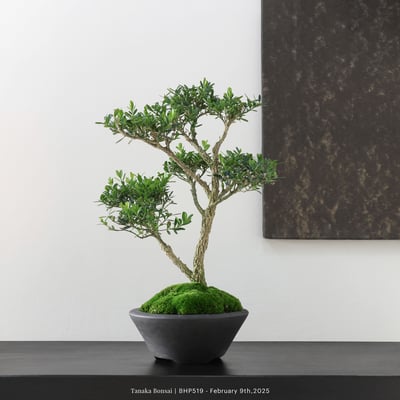 雀舌黃楊｜BHP5197