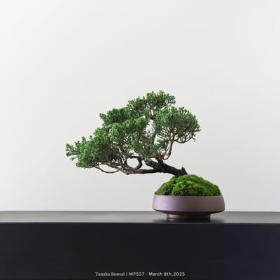 宮坂系魚川真柏｜MP5377