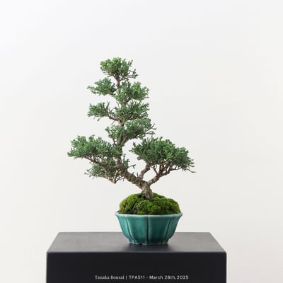 紀州真柏｜TPA5114