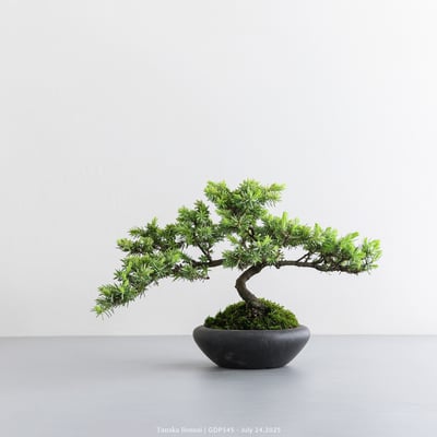 黃金杜松｜GDP5454