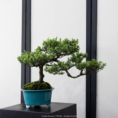 台灣真柏｜TTP5601