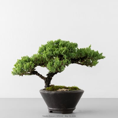 珍珠柏｜SPD5408