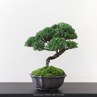 紀州真柏｜TPA5304