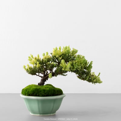 珍珠柏｜SPD5623