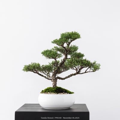 紀州真柏｜TPA5408