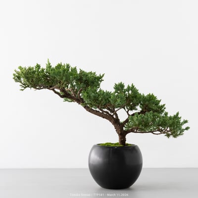 臺灣真柏｜TTP5811