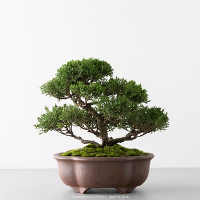 紀州真柏｜TPA5735