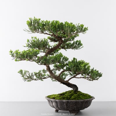 臺灣真柏｜TTP7393