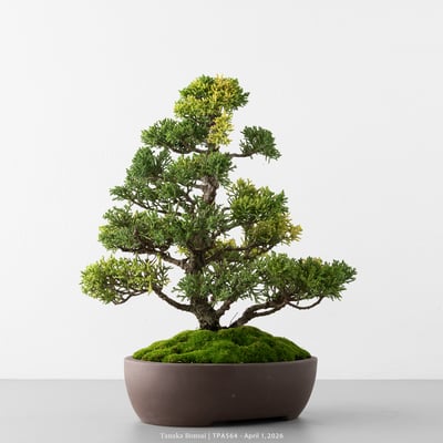 紀州真柏｜TPA5643